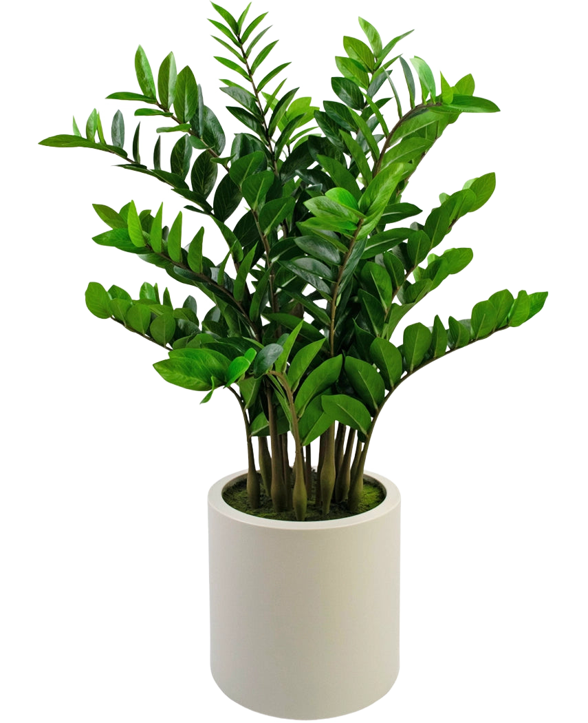 La planta artificial Zamioculcas, ya preparada, de 120 cm de altura con hojas de color verde brillante, se alza en una sencilla maceta beige sobre un fondo blanco liso.