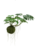 De Kunst hangplant Monstera Deluxe 60 cm heeft grote groene bladeren en lange wortels die uit een mosbol hangen, wat zorgt voor een tropische sfeer tegen een witte achtergrond.