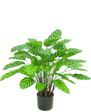 De Kunstplant Calathea Makoyana UV 75 cm rood is een kunstplant in pot met veel brede, levendige groene bladeren met lichtgroene strepen, dicht op elkaar geplaatst op meerdere stelen in een kleine zwarte pot tegen een witte achtergrond.