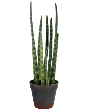 La Sansevieria Cylindrica artificial de 43 cm es una planta serpiente en maceta con hojas altas y verticales de color verde y sutiles rayas horizontales, sobre un fondo blanco liso.