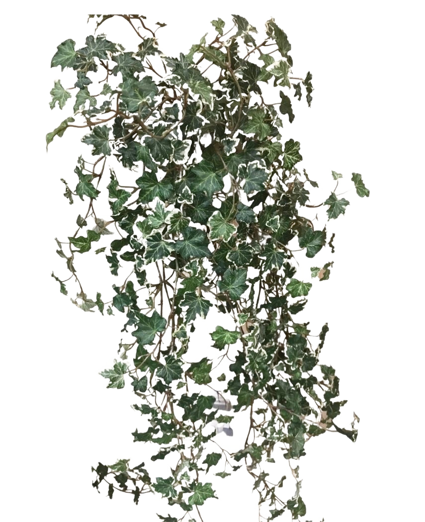 La hiedra artificial Deluxe Rich Green-White de 90 cm tiene exuberantes hojas lobuladas de color verde y blanco sobre tallos colgantes, que destacan maravillosamente sobre un fondo blanco liso.