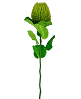 La flor artificial Banksia 59 cm verde es una única flor de seda verde con una floración redonda y esponjosa y hojas dentadas en un tallo largo, ideal para cualquier decoración floral artificial y hermosa sobre un fondo blanco liso.