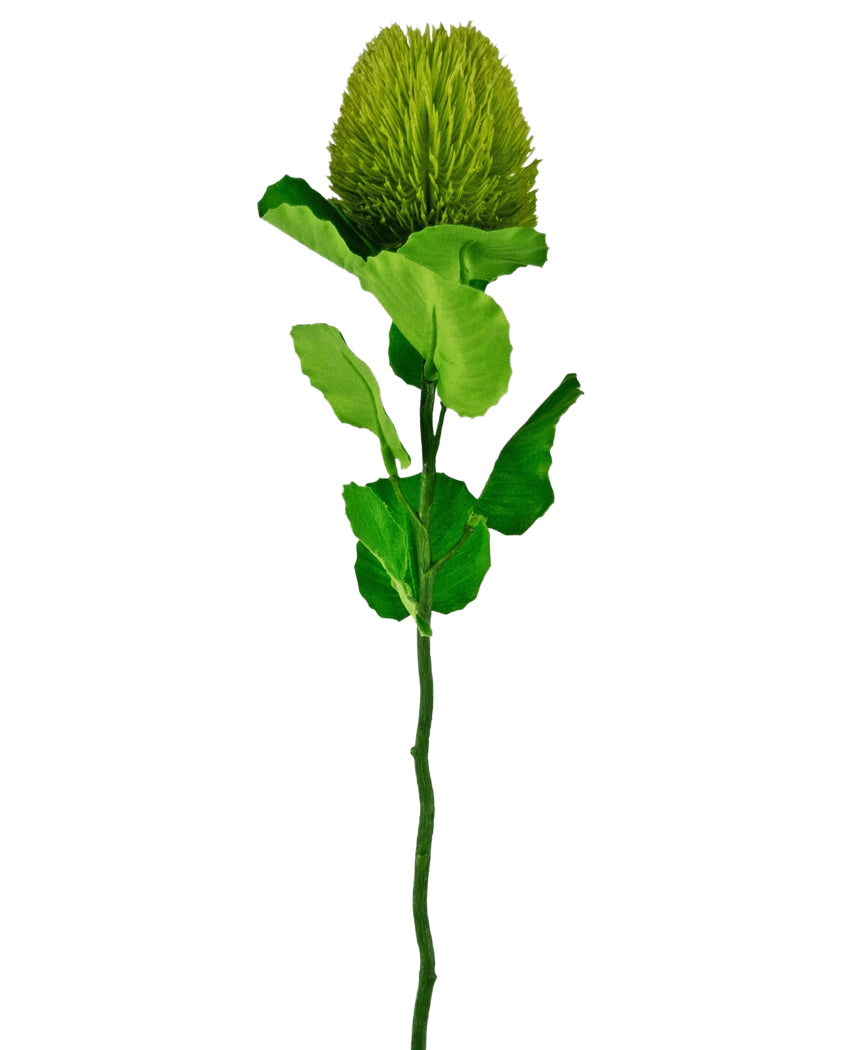 La flor artificial Banksia 59 cm verde es una única flor de seda verde con una floración redonda y esponjosa y hojas dentadas en un tallo largo, ideal para cualquier decoración floral artificial y hermosa sobre un fondo blanco liso.