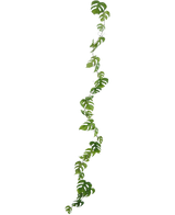 De Kunst slingerplant Monstera 182 cm is een lange, slingerende kunstliaan met groene bladeren met meerdere ovaalvormige gaten, geïsoleerd afgebeeld op een witte achtergrond.