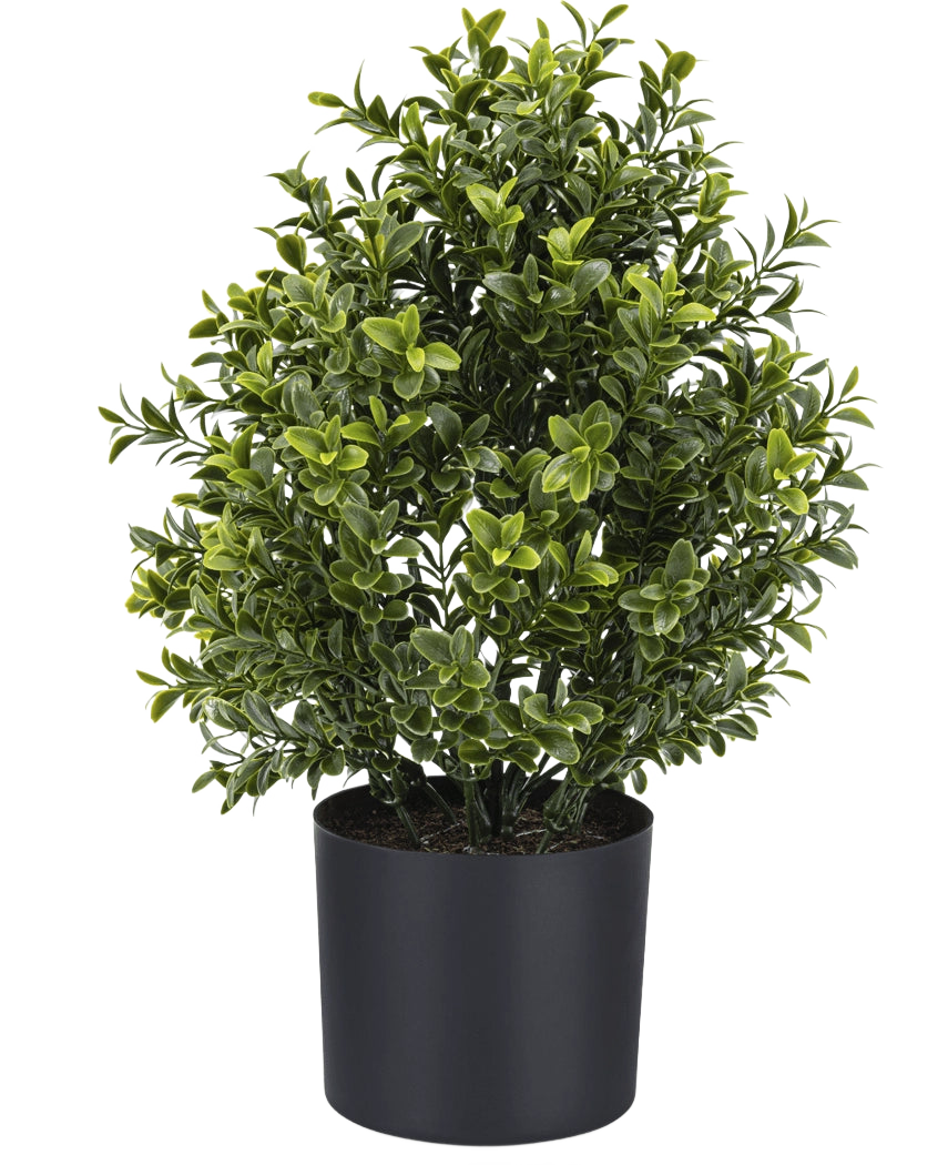 La Planta Artificial Boj Estilo Romano UV 36 cm es una planta artificial compacta en maceta con un denso follaje verde, expuesta en una sencilla maceta redonda de color negro sobre un fondo blanco liso.