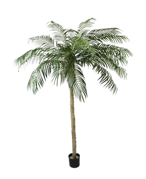 De Kunstpalm Phoenix De Luxe 250 cm heeft een gestructureerde stam en lange, gebogen groene bladeren in een kleine zwarte pot, tegen een effen witte achtergrond.