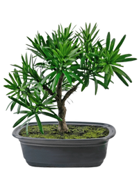Planta artificial Bonsái Podocarpus 20 cm