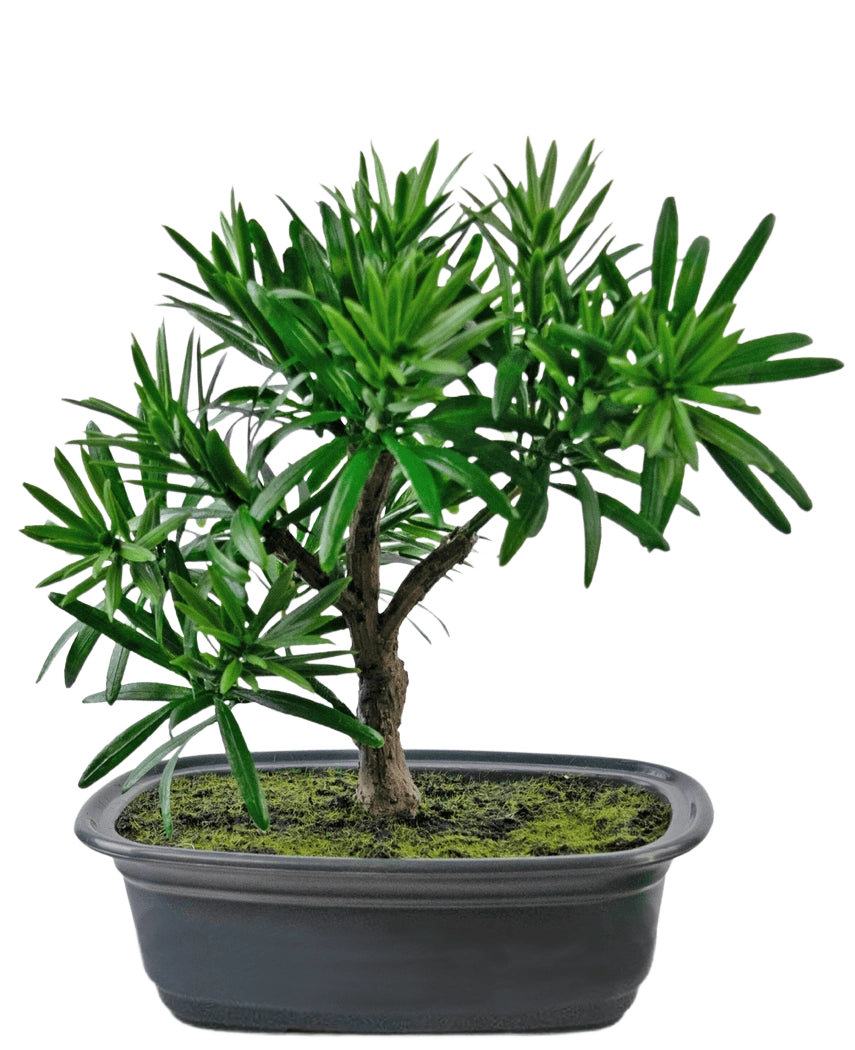 La Planta Artificial Bonsái Podocarpus 20 cm tiene densas hojas verdes y un esbelto tronco en una maceta poco profunda ovalada de color negro con tierra de musgo, sobre un fondo blanco.