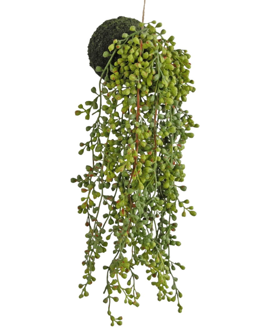 La planta suculenta artificial colgante sobre un bulbo de 40 cm tiene hojas verdes en forma de cuentas y una base cubierta de musgo, suspendida de una cuerda sobre un fondo blanco.