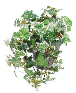 La Hiedra Artificial Deluxe verde-blanca en maceta 22 cm UV tiene hiedra inglesa abigarrada en verde y blanco que cae en cascada sobre una maceta gris sobre un fondo blanco.
