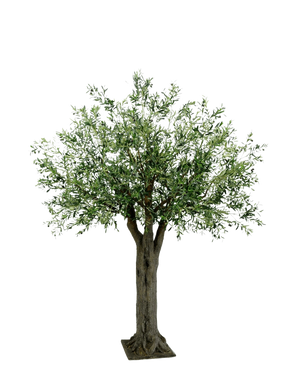De Kunst Olijfboom Giant met olijven 250 cm heeft een dikke, getextureerde stam en dichte, slanke groene bladeren en brengt onderhoudsvrije mediterrane luxe op een eenvoudige, witte achtergrond.