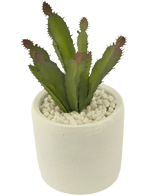 De Kunst vetplant 20 cm is een kleine groene vetplant met puntige bladeren in een pot met witte textuur gevuld met witte kiezels tegen een effen achtergrond.