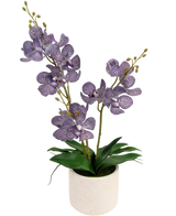 De Kunst Ascocenda 50 cm paars heeft twee groene stelen van bloeiende paarse orchideeën met witte spikkels in een witte pot, omringd door weelderige groene bladeren en bedekt met ongeopende knoppen.