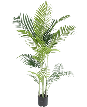 La Planta Artificial Phoenix 160 cm es una planta artificial alta con esbeltas hojas verdes en múltiples tallos en una pequeña maceta negra, sobre un fondo blanco para una apariencia lujosa, perfecta para los amantes de las plantas tropicales.