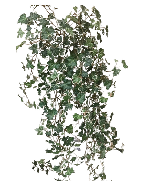 La hiedra artificial Deluxe Rich Green-White de 90 cm tiene exuberantes hojas lobuladas de color verde y blanco sobre tallos colgantes, que destacan maravillosamente sobre un fondo blanco liso.