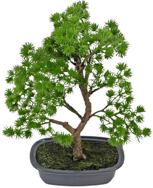 La Planta Artificial Bonsái Enebro 30 cm tiene densas hojas de color verde brillante y un tronco retorcido, en una maceta gris poco profunda con tierra oscura, sobre un fondo blanco liso.