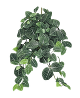 De Kunst hangplant Fittonia Groen-wit 70 cm is een weelderige, hangende plant met groene bladeren met opvallende witte nerven tegen een witte achtergrond. Sommige bladeren hebben lichtere groene uiteinden voor een frisse, levendige look.