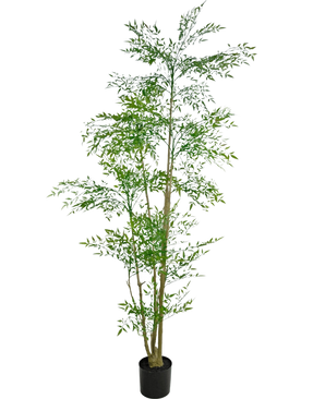 El Ruscus Artificial 210 cm es una planta artificial alta con hojas verdes delgadas y varios tallos delgados de color marrón en una pequeña maceta negra, sobre un fondo blanco liso.