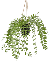 La planta colgante artificial Pumila en maceta de 30 cm tiene zarcillos verdes con hojas ovaladas que cuelgan de tres hilos sobre un fondo blanco liso.