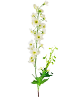 La Flor Artificial Delfinio 79 cm blanca tiene un único tallo de flores de delfinio blancas con hojas y capullos verdes, aislados sobre un fondo blanco.