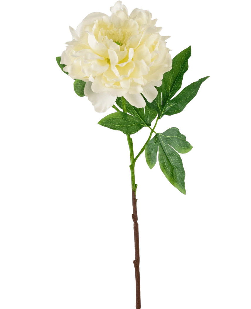 La flor artificial Peonía 61 cm blanca es una peonía artificial blanca con pétalos estratificados y hojas verdes sobre un largo tallo marrón, representada sobre un fondo blanco liso.