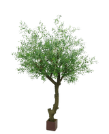 De Kunst Olijfboom met olijven 270 cm heeft een gedraaide stam en dichte groene bladeren, en staat in een kleine vierkante bruine pot tegen een witte achtergrond.