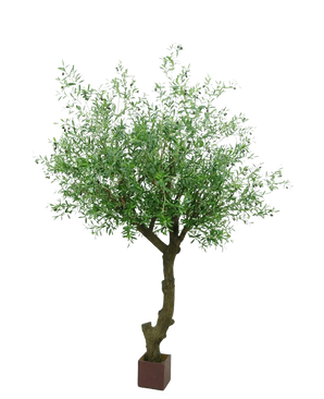 De Kunst Olijfboom met olijven 270 cm heeft een gedraaide stam en dichte groene bladeren, en staat in een kleine vierkante bruine pot tegen een witte achtergrond.