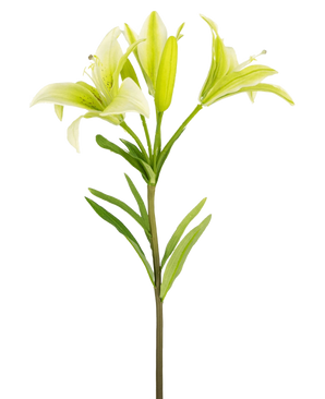 De Kunstbloem Aziatische Lelie 66 cm wit heeft een enkele steel met groene bladeren en drie lichtgroene leliebloemen-twee volledig open, een in knop-getoond tegen een effen witte achtergrond.