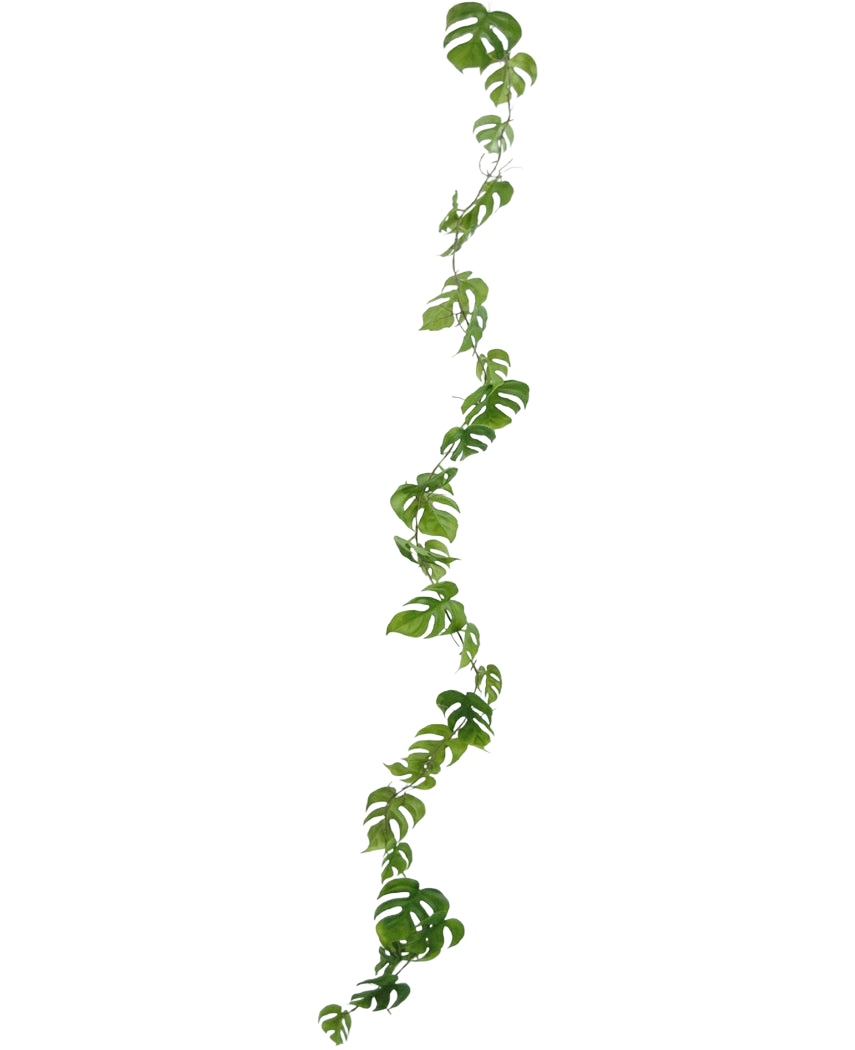 La planta de vid artificial Monstera 182 cm es una larga liana artificial con hojas verdes de forma natural que cuelga verticalmente sobre un fondo liso y claro.