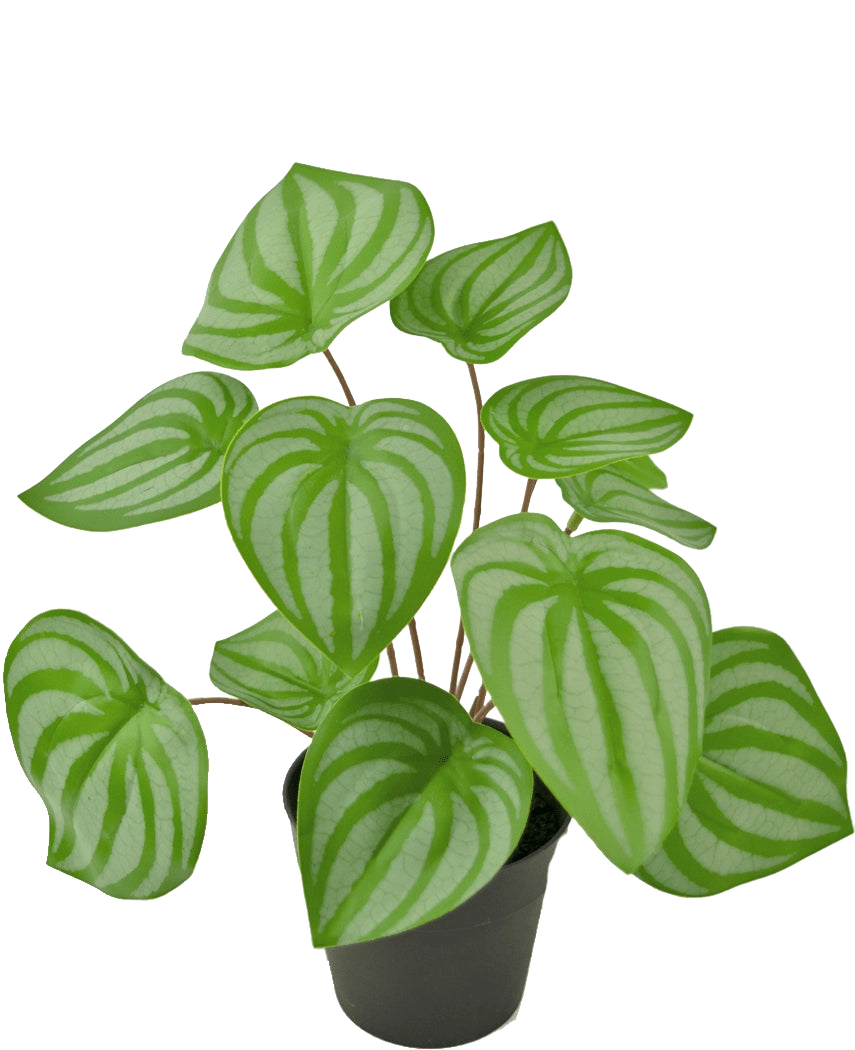 La Planta Artificial Sandía 29 cm es una planta artificial con hojas verdes en forma de corazón y rayas de color verde claro, expuesta en una pequeña maceta negra sobre un fondo blanco liso.