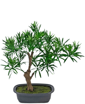 La Planta Artificial Bonsái Podocarpus 30 cm tiene un pequeño bonsái en maceta con un tronco grueso de color marrón y hojas densas y estrechas de color verde en una maceta gris rectangular llena de tierra de musgo.