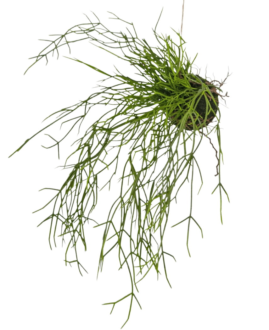 La planta colgante artificial Hierba sobre bola 48 cm tiene tallos largos, finos y verdes que parecen hierba, en un pequeño terrón de tierra, sobre un fondo blanco.
