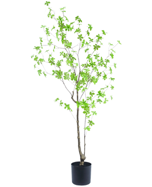 La Planta Artificial Enkianthus 150 cm es una planta de maceta alta con ramas delgadas y hojas pequeñas de color verde brillante sobre un fondo blanco liso.