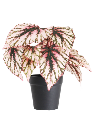La Begonia artificial en maceta violeta UV 25 cm tiene hojas grandes en forma de corazón con colores rosa, verde y crema y se suministra en una pequeña maceta negra sobre un fondo blanco liso.