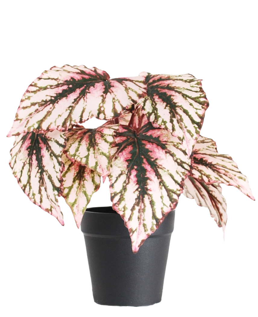 La Begonia artificial en maceta violeta UV 25 cm tiene hojas grandes en forma de corazón con colores rosa, verde y crema y se suministra en una pequeña maceta negra sobre un fondo blanco liso.