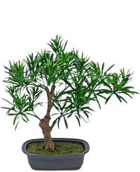 Planta artificial Bonsái Podocarpus 30 cm