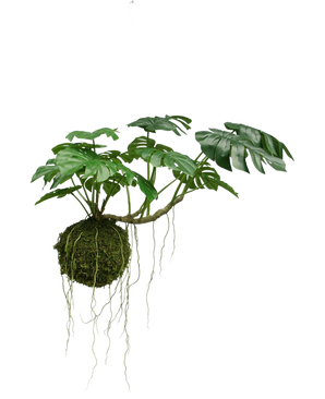 La Planta Artificial colgante Monstera Deluxe 60 cm tiene grandes hojas verdes y largas raíces que cuelgan de una bola de musgo, lo que crea una atmósfera tropical sobre un fondo blanco.