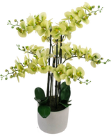 La Orquídea Artificial Real Touch 81 cm verde tiene flores de orquídeas de color verde claro con hojas de color verde oscuro en una maceta gris claro, sobre un fondo blanco.