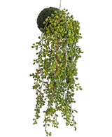 De Kunst hangplant vetplant op bol 40 cm heeft een parelmoerachtige plant met kleine, ronde groene blaadjes die uit een met mos bedekte bol komen, tegen een witte achtergrond.