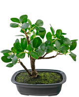 La Planta Artificial Bonsái Ficus 20 cm tiene hojas gruesas y ovaladas de color verde y se coloca en una maceta negra poco profunda con tierra de musgo, sobre un fondo blanco liso.