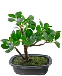 Planta artificial Bonsai Ficus 20 cm