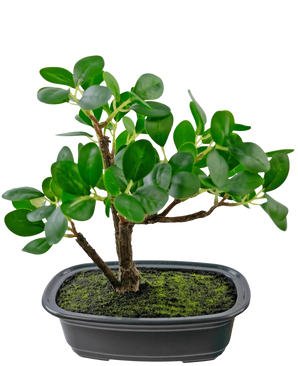 La Planta Artificial Bonsái Ficus 20 cm tiene hojas gruesas y ovaladas de color verde y se coloca en una maceta negra poco profunda con tierra de musgo, sobre un fondo blanco liso.