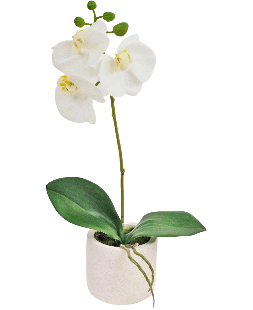 La Orquídea Artificial Real Touch 30 cm blanca tiene flores de orquídeas blancas realistas y hojas verdes en una pequeña maceta blanca, perfecta para añadir elegancia a cualquier espacio.